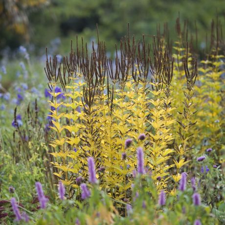 Introduction to garden design