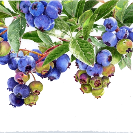 Berries and cherries in coloured pencil