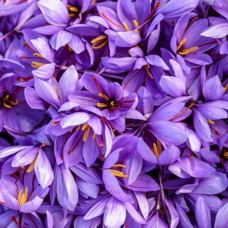 The history of saffron