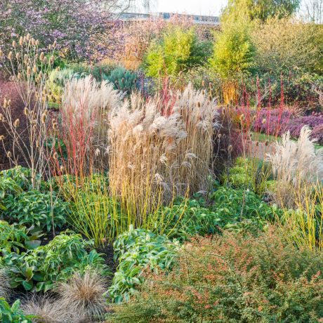 Winter interest for the garden