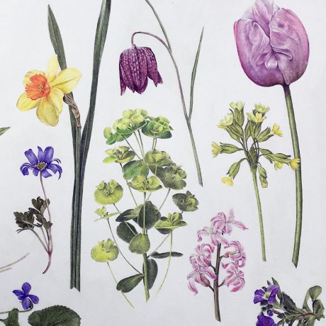 Illustrating wildflowers in coloured pencil