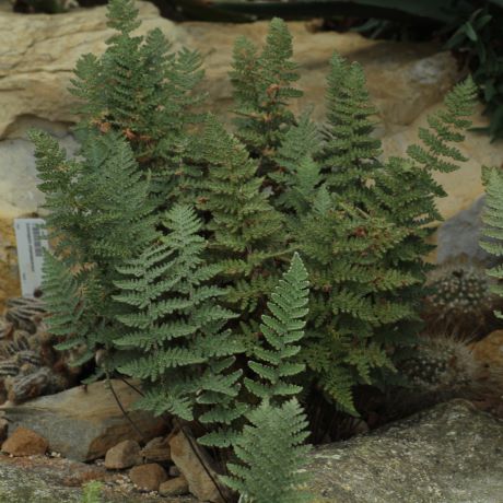 Growing and identifying ferns