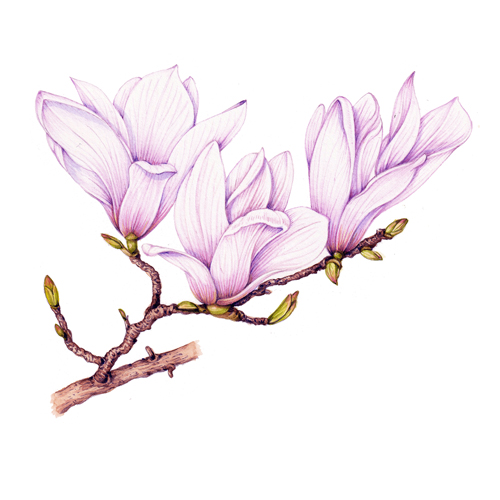 Illustrating cherry blossom and magnolia