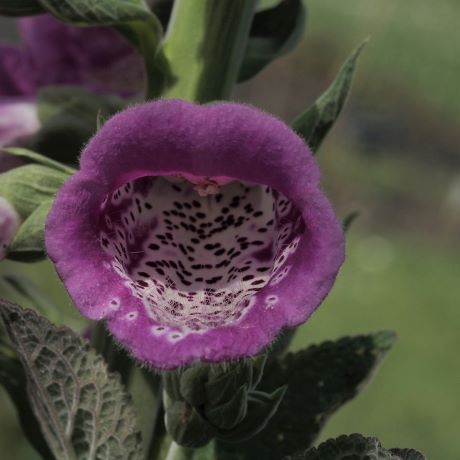 Deadly plants in fiction