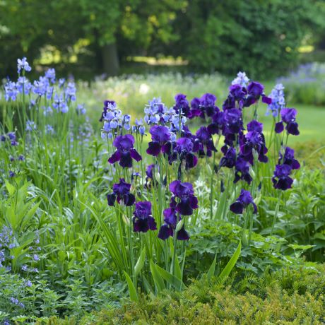 Garden design: Right plant, right place