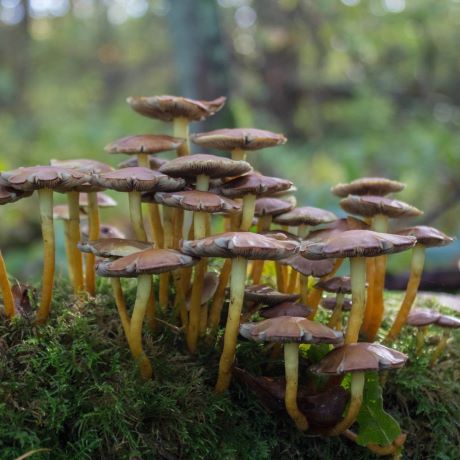 An introduction to fungi for beginners
