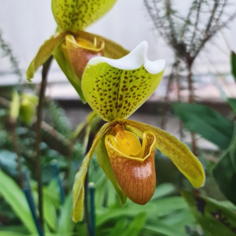 Growing orchids: Theory and practice