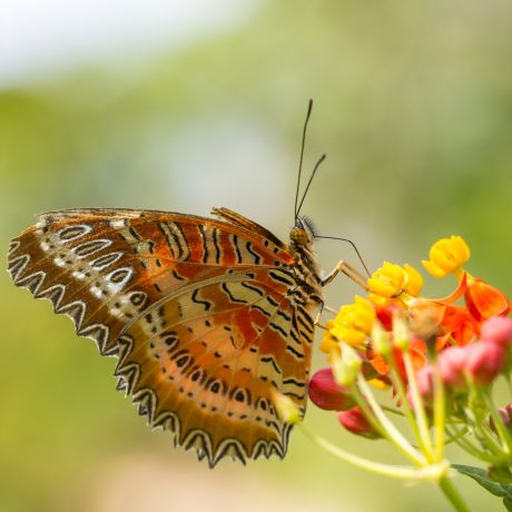 Macro photography: Get closer to nature