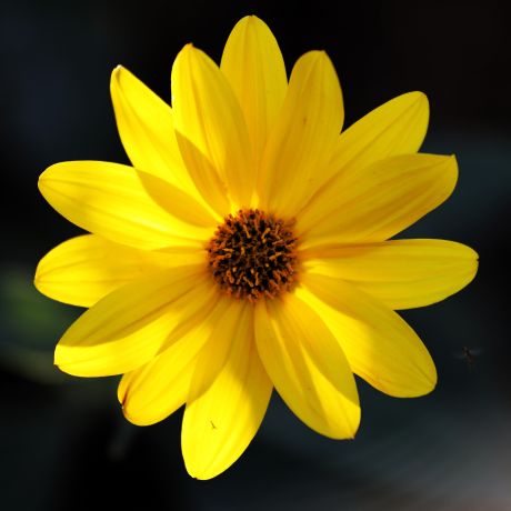 Hahnemann's healing herbs