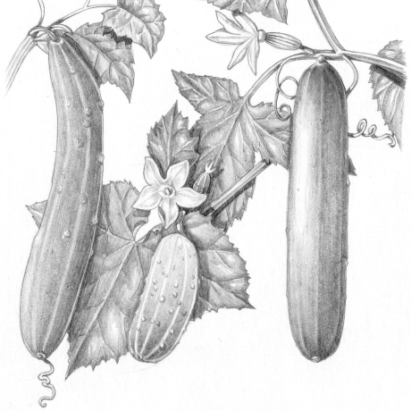 Illustrating plants in pencil