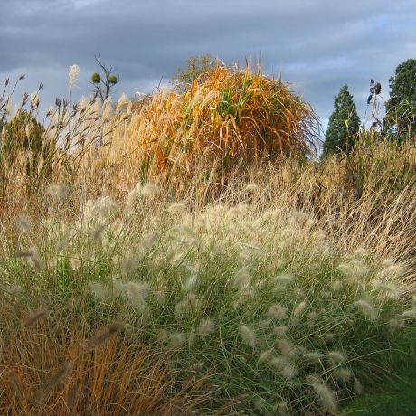 Grass identification for beginners