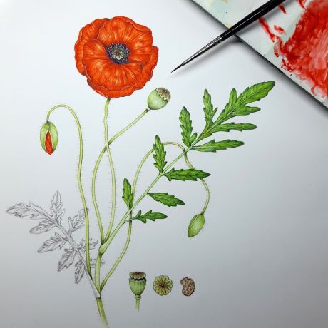 Illustrating meadow flowers