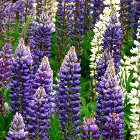 The chemical world of plants and us