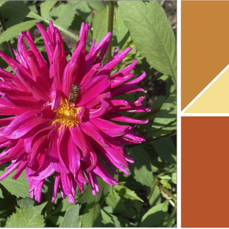 The science and art of plant colour