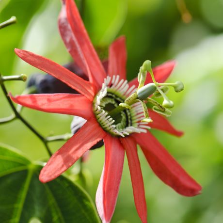 Exploring tropical botany