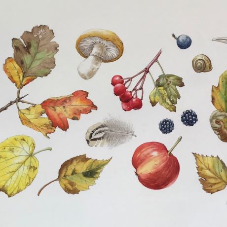 Illustrating fruit, berries and seedheads