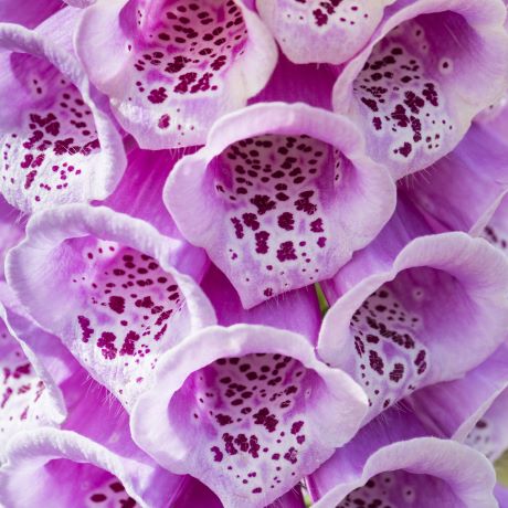 Deadly plants in fiction