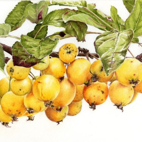 Drawing a bunch of crab apples