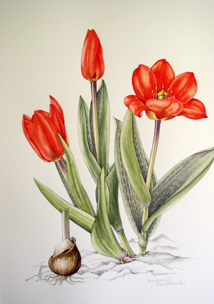 Illustrating tulips