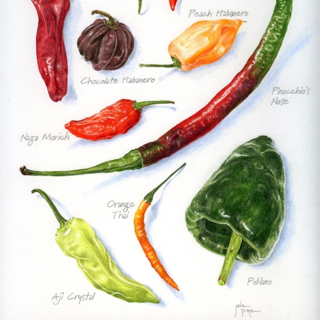 Herbs and spices in coloured pencil