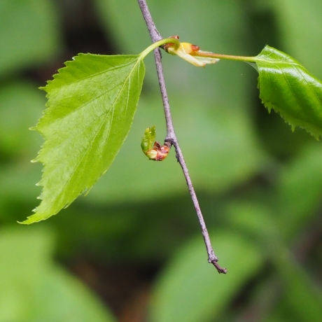 Identifying native trees