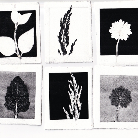 Botanical mini monoprints