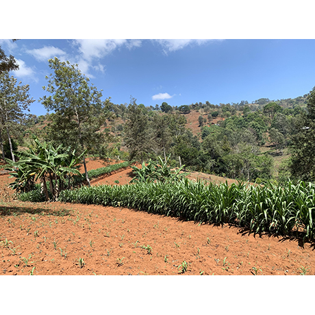 Conservation agriculture in practice in Tanzania