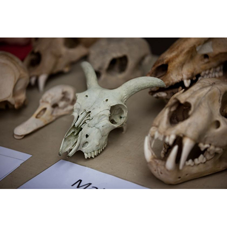 Understanding Zooarchaeology I