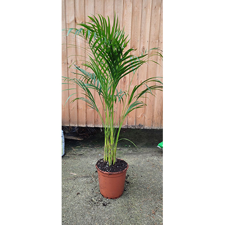 Kentia Palm- 1m