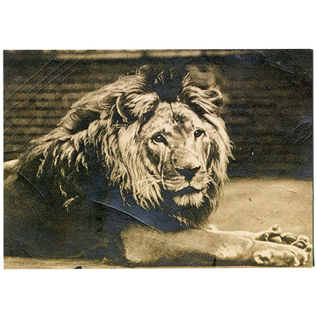 Postcard – Cecil the Lion