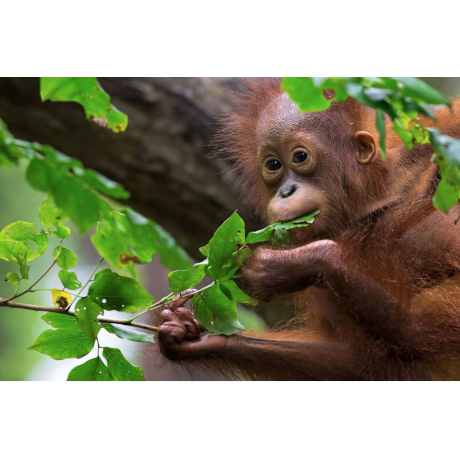 Young Orangutan in a tree
