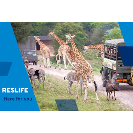 Giraffes and other animals on Port Lympne Safari route