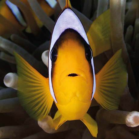Clown fish