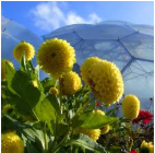 Eden Project