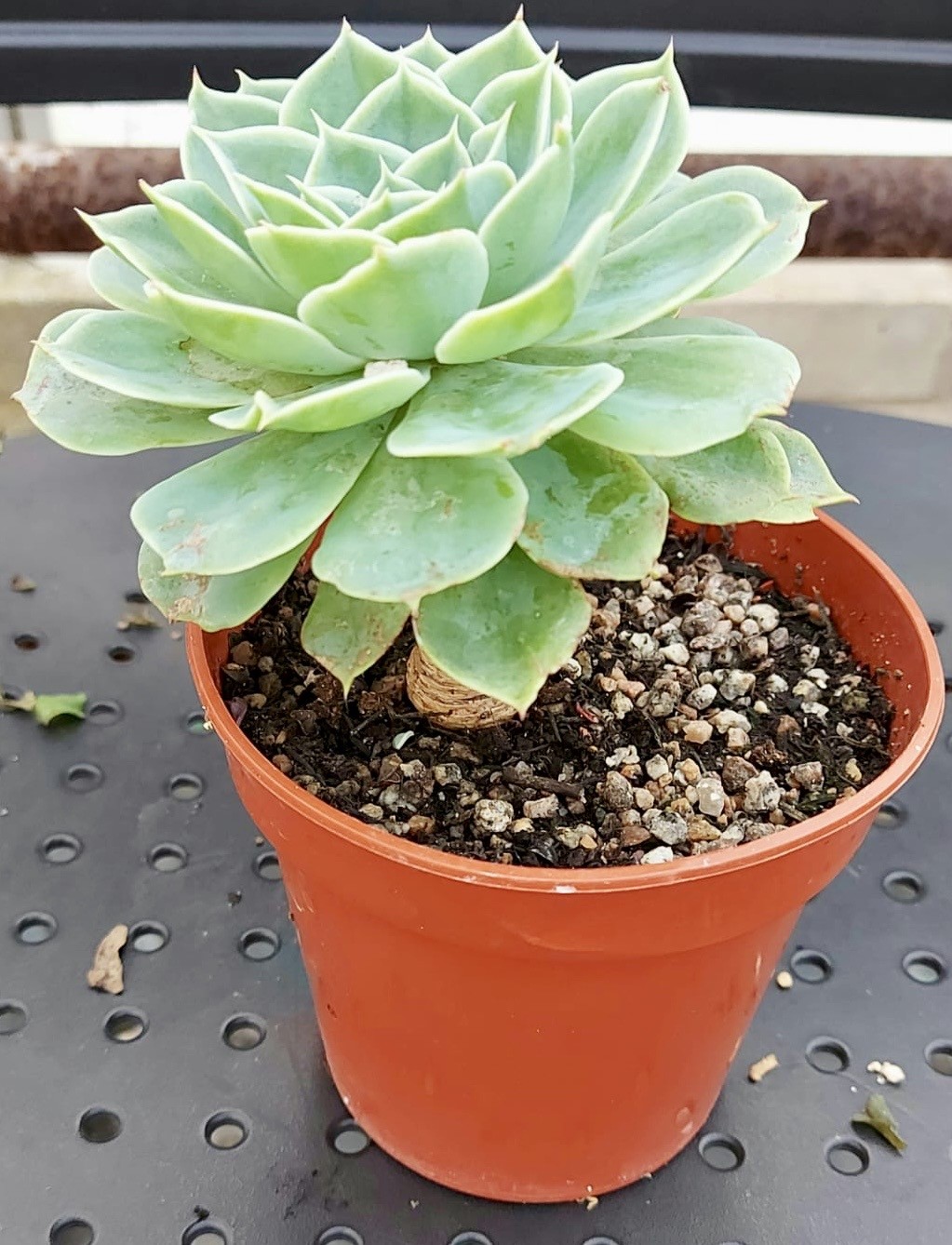 Plants Exeter University