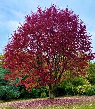 Acer tree near Reed Pond