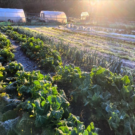 Grounds Veg Garden