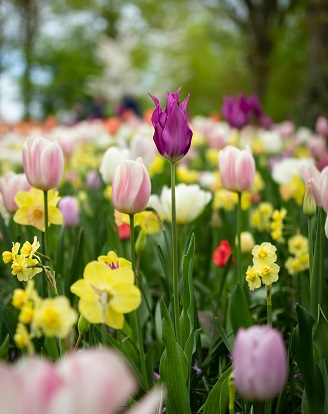 Spring Flowers, with blurred trees in the background