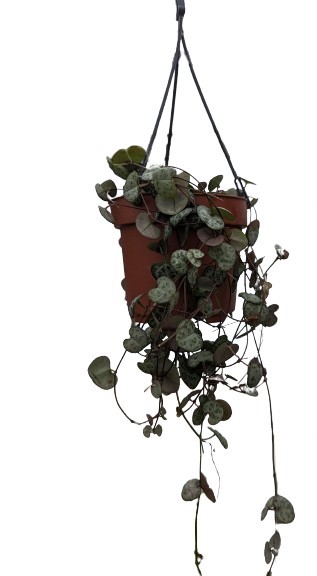 Ceropegia woodii in a hanging pot
