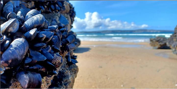 Mussels as the main focus with beach and blue sky in the background