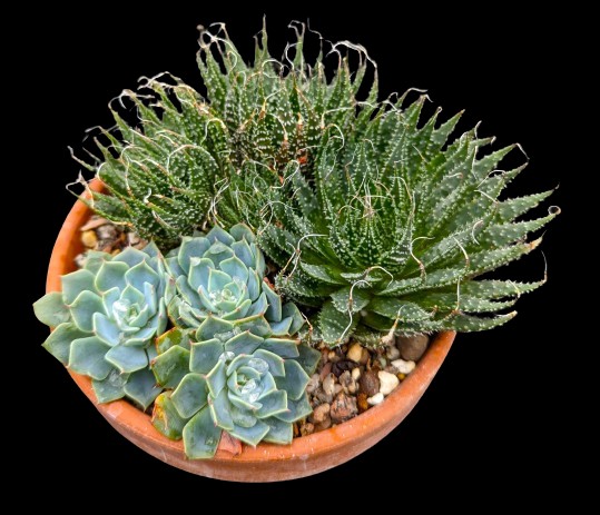 Terracota pots with succulents