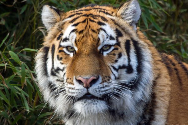 Colchester zoo tiger