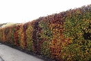 Autumn_hedge_colour_Plumpton_College_(