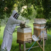Beekeeping Basic and Improvers Course