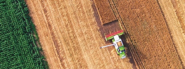Harvester working on a grain field