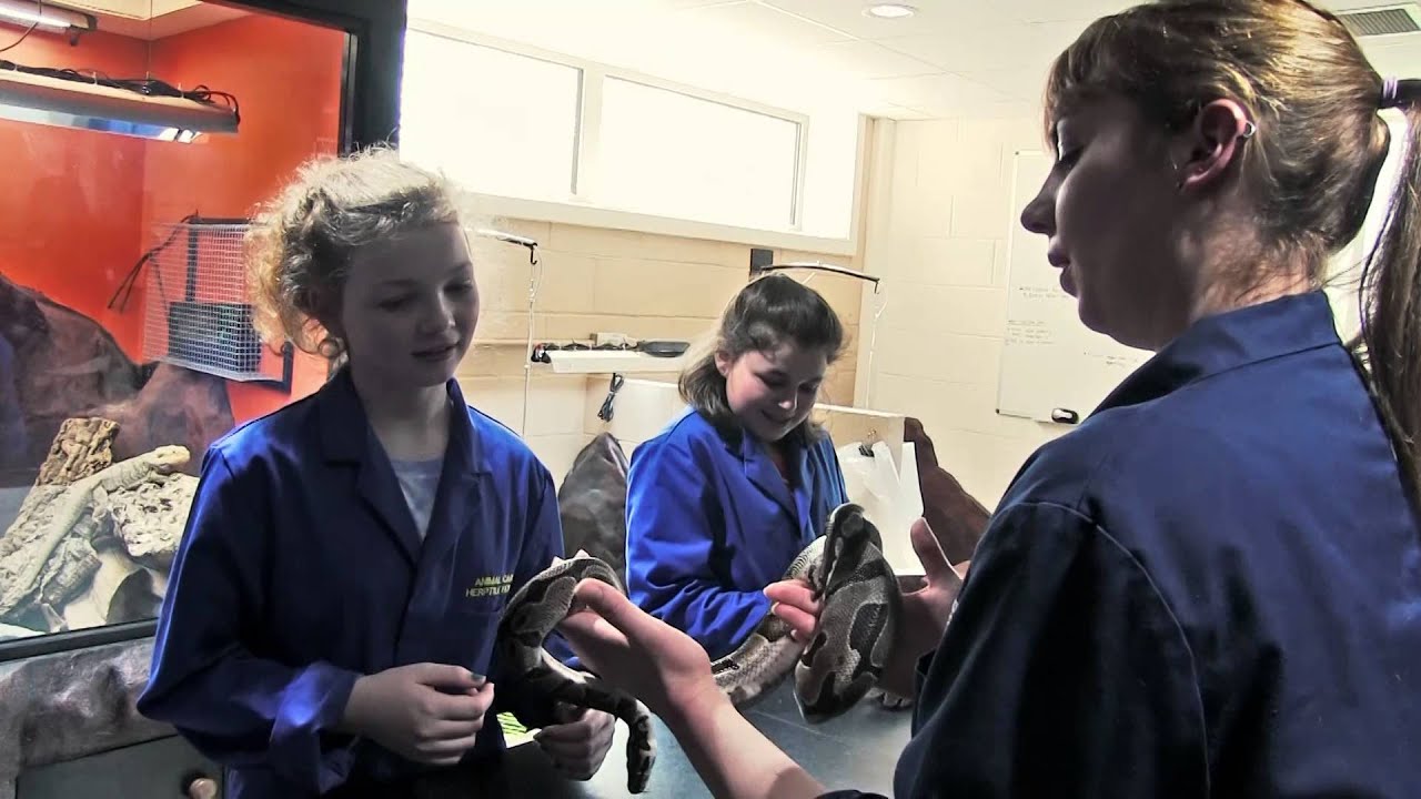 Animal Experience Day