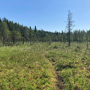 Peatland Fieldwork: Advanced Studies in Conservation Biology 12th March 2026