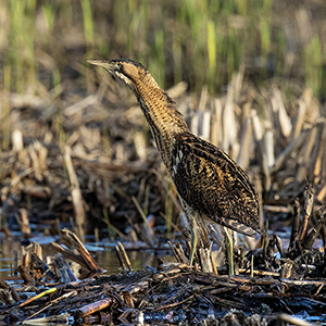 Field Trip to Leighton Moss: 8th Feb 2027
