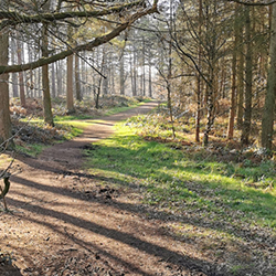 Fieldtrip to Delamere Forest: 27th March 23'