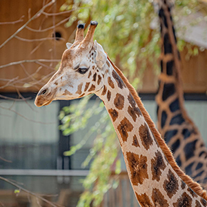 Field Trip to Chester Zoo: 5th Feb 2027